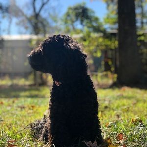 Meet your Posher, Tulip